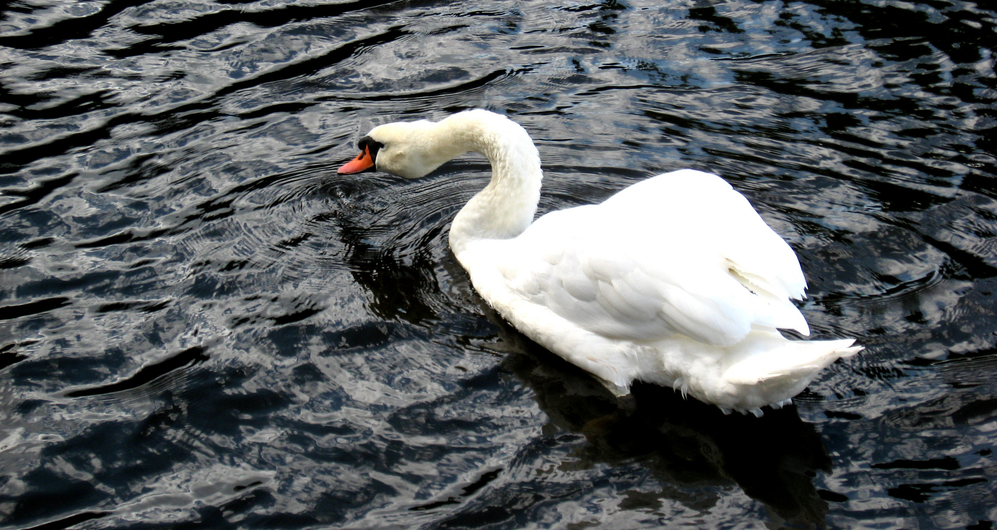 *TheSwan*