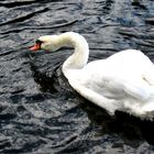 *TheSwan*