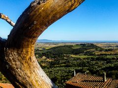 the.tree.with.a.view