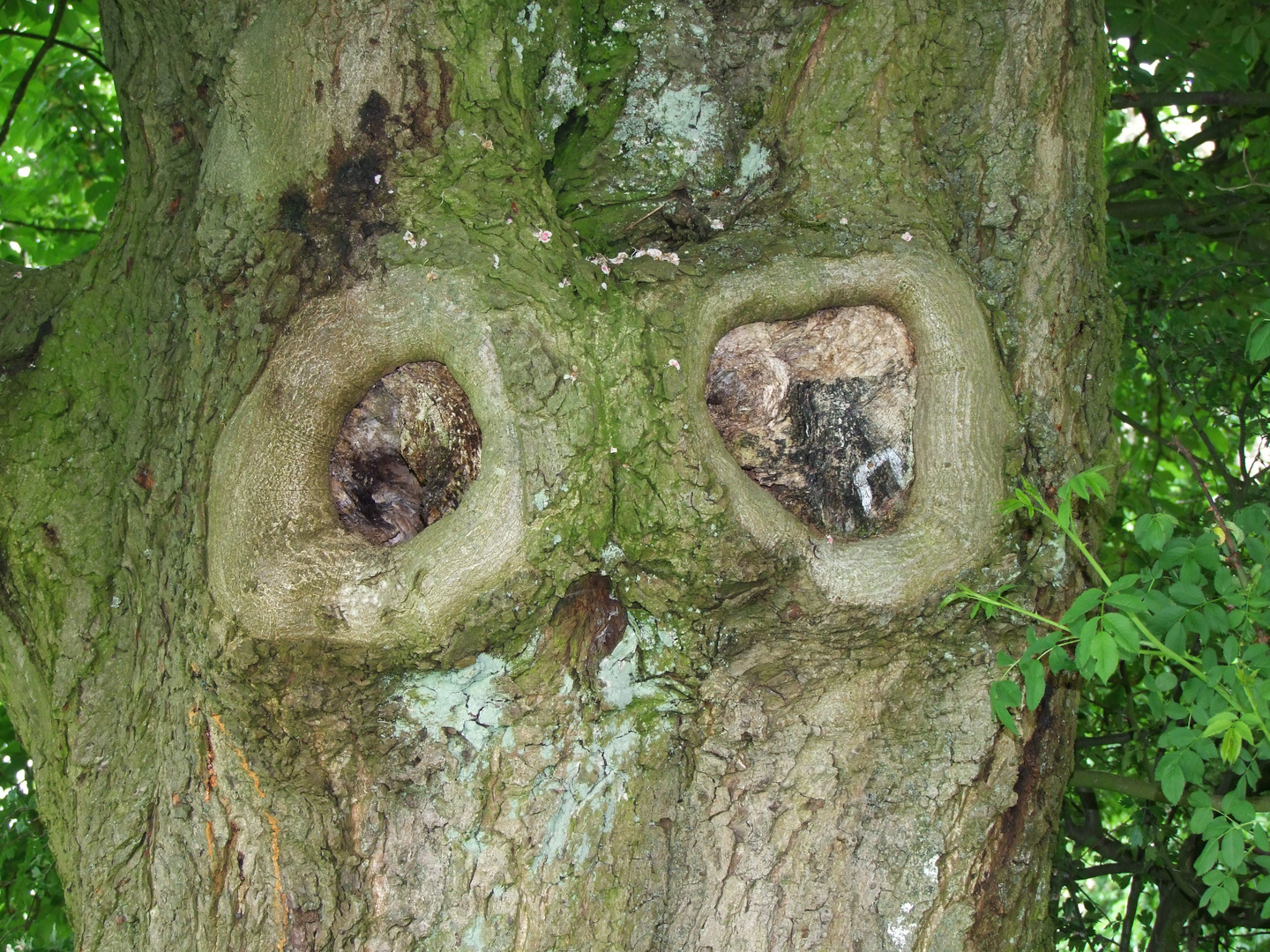 They are watching you - auch im Wald
