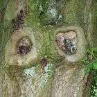 They are watching you - auch im Wald