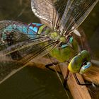 ... They really have faces ... (Aeshna cyanea)