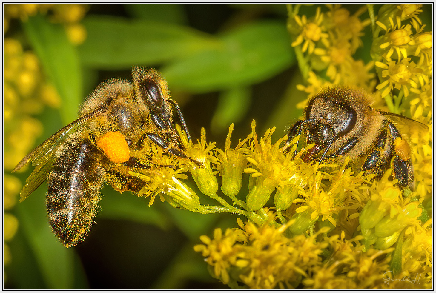 They work hard for the honey ...