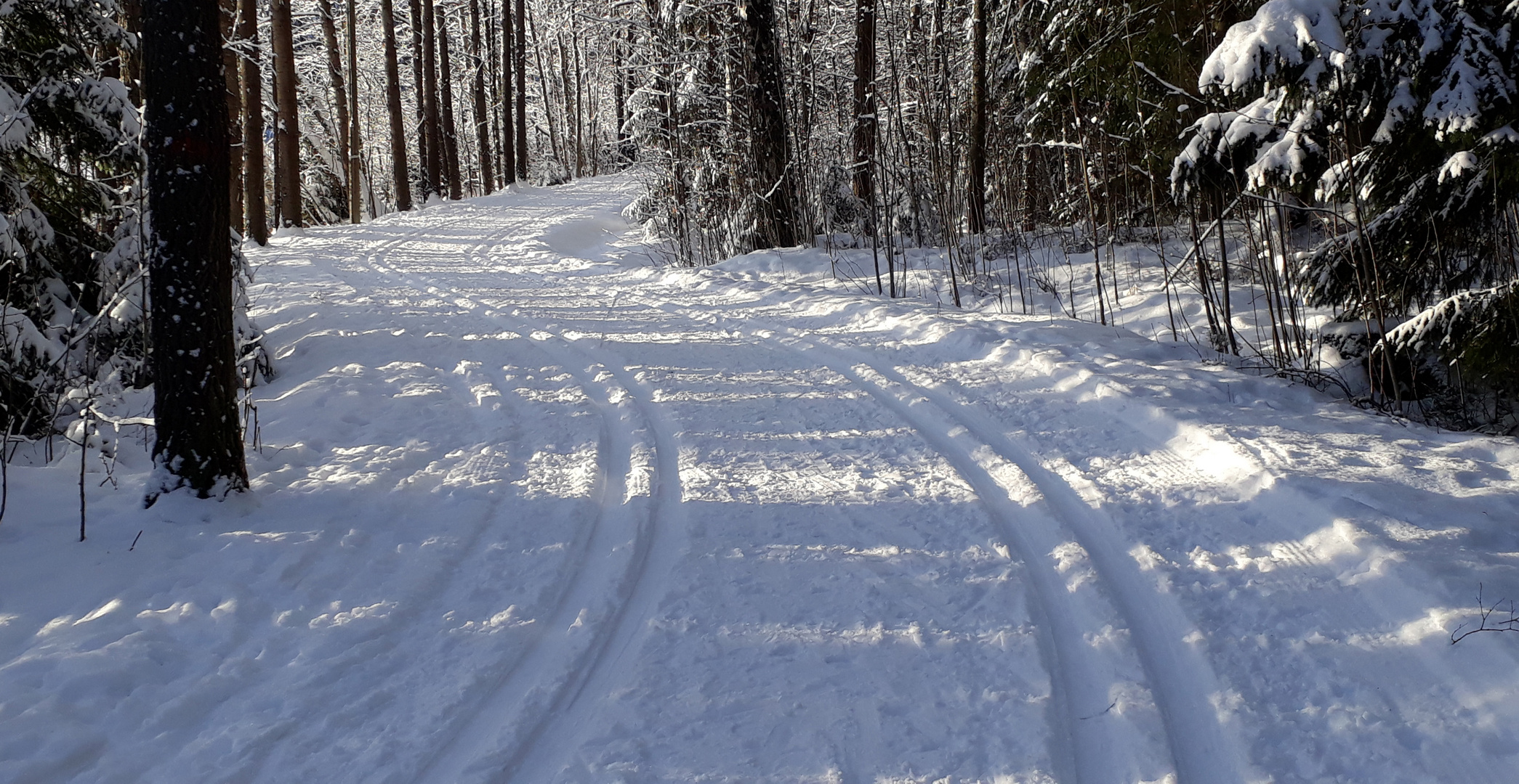 Thhe trail on forest