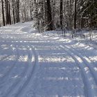 Thhe trail on forest