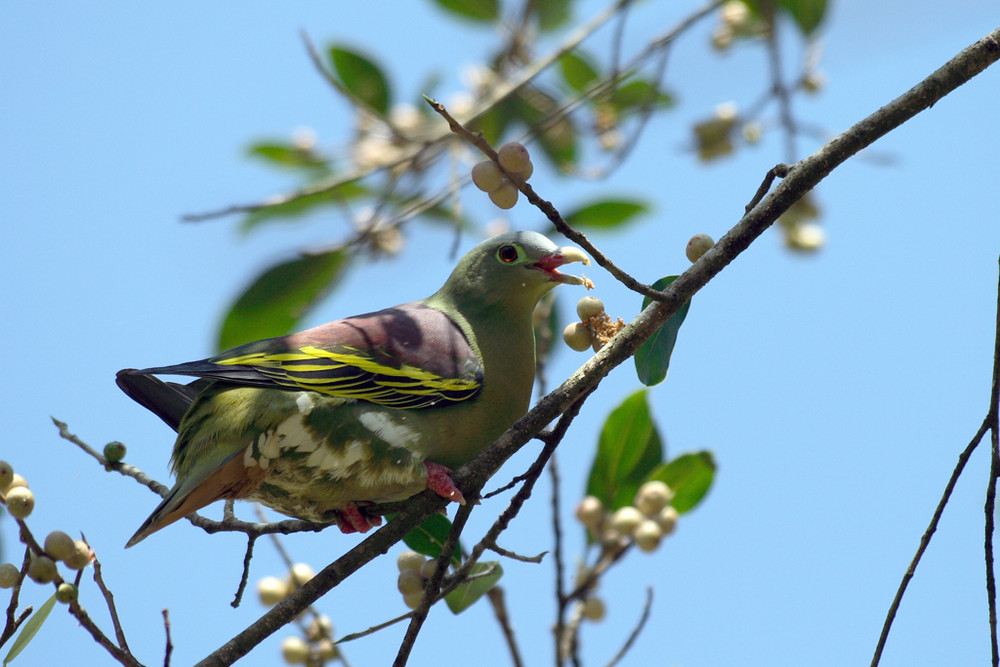 Thick-billed Green Pigeon