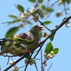 Thick-billed Green Pigeon