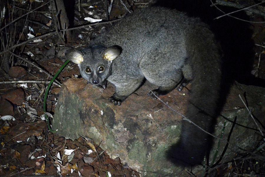 Thick-Tailed Bushbaby