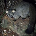 Thick-Tailed Bushbaby