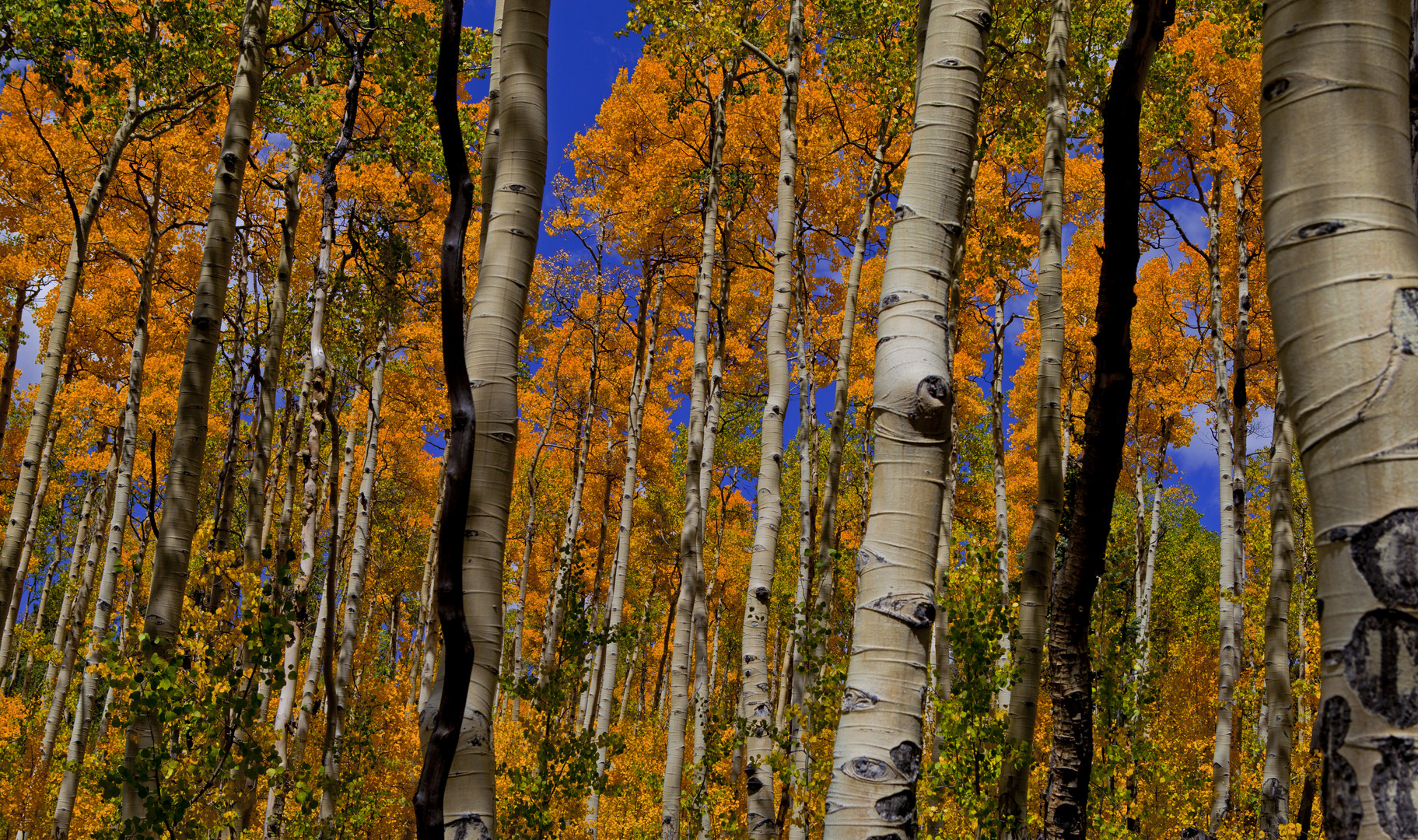 Thick With Aspens