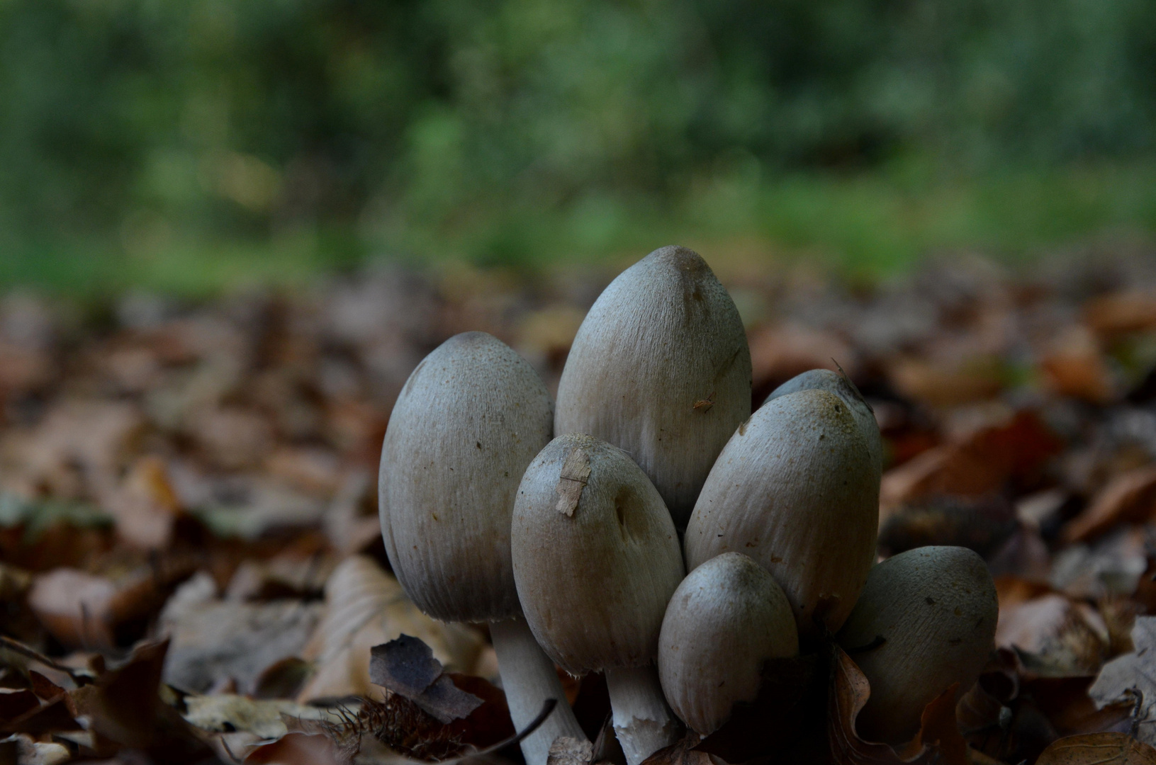 Think about the Ink --- Coprinopsis atramentaria (Bull. : Fr.) Fr. 