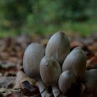 Think about the Ink --- Coprinopsis atramentaria (Bull. : Fr.) Fr. 