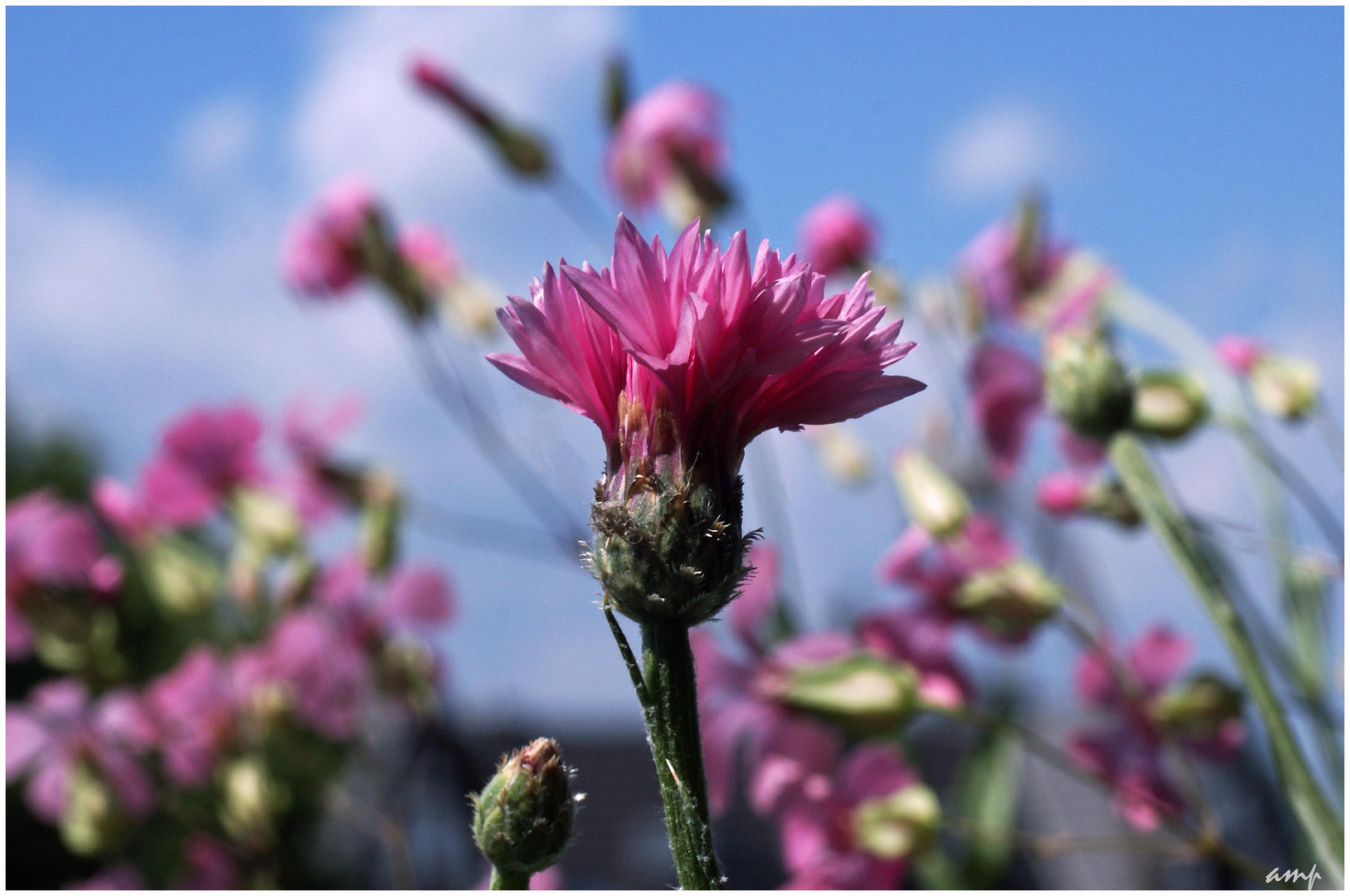 think pink