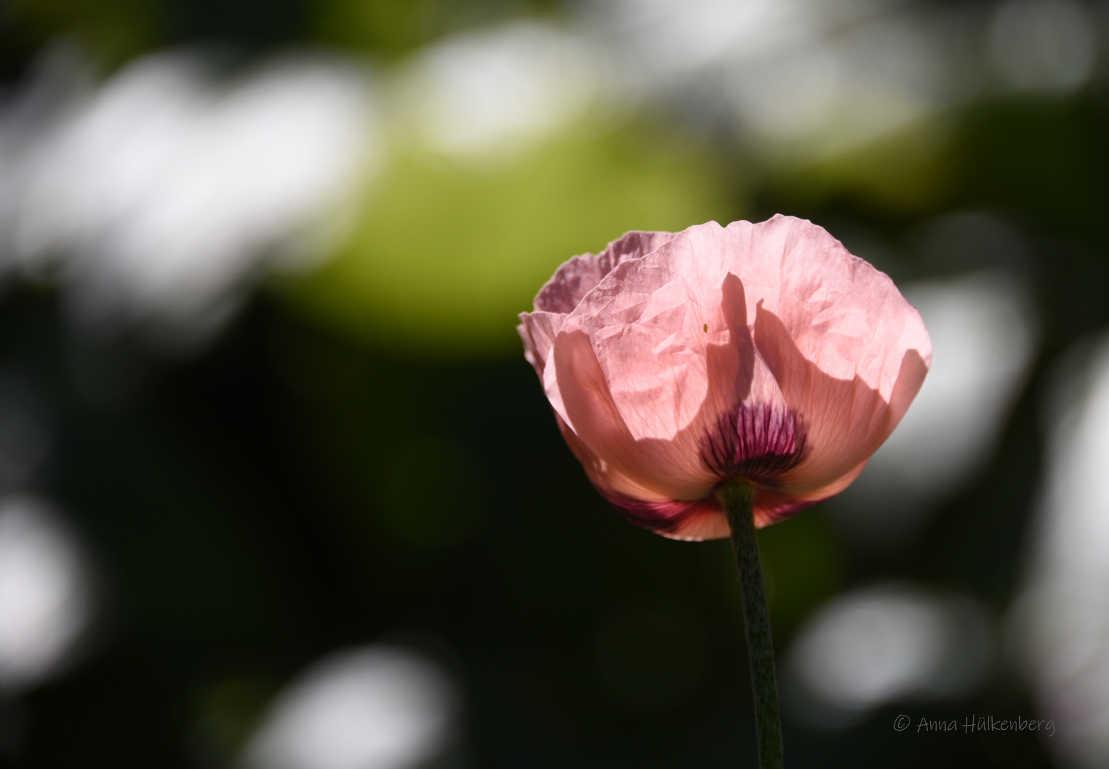 think pink sagte das winzige insekt