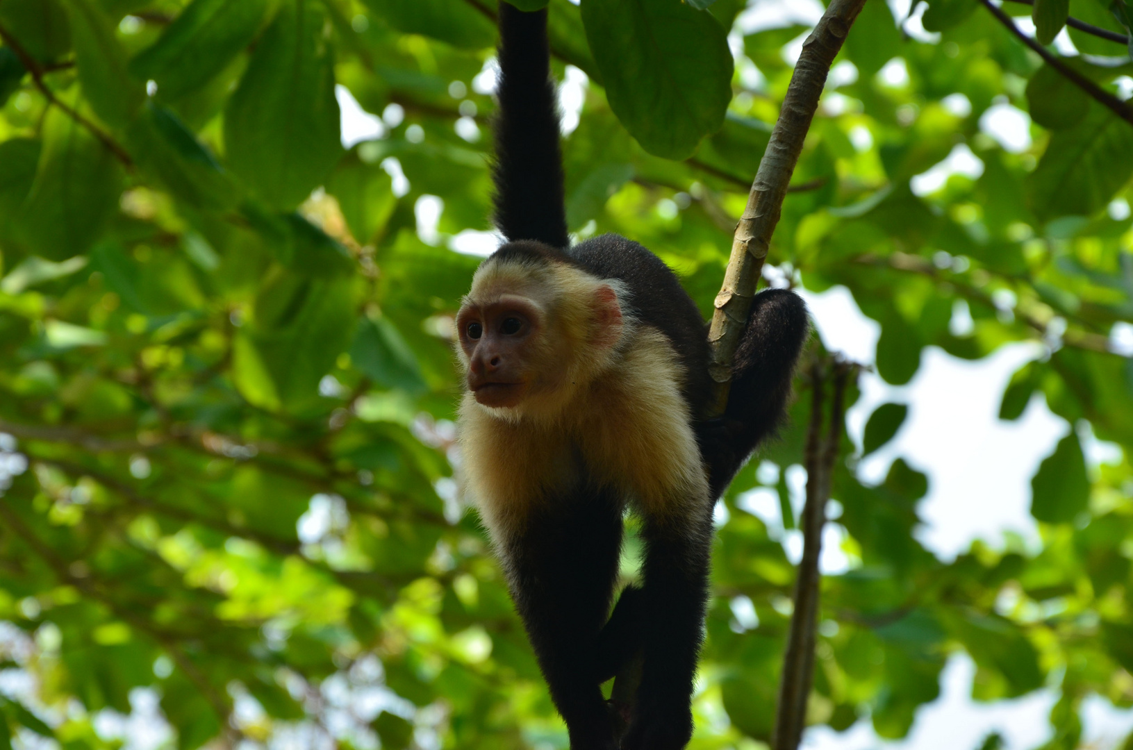 Thinking Capuchin -- Cebus capucinus L. 