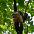 Thinking Capuchin -- Cebus capucinus L. 