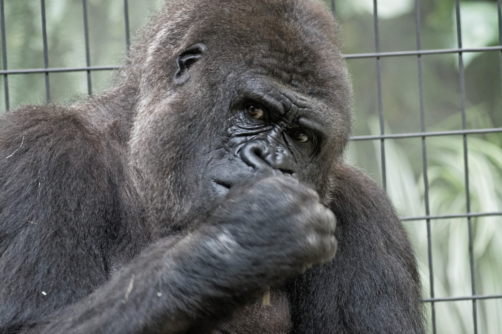 Thinking Gorilla