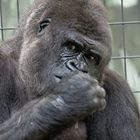 Thinking Gorilla