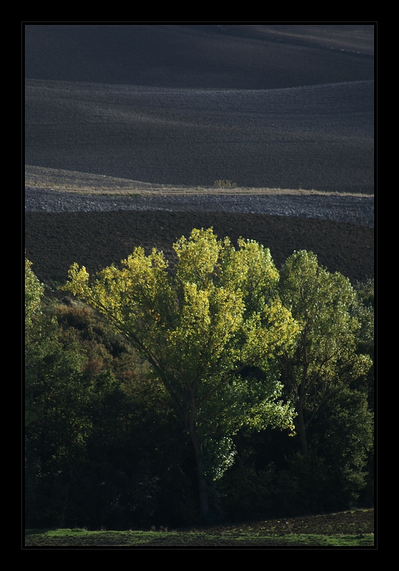 thinking tree