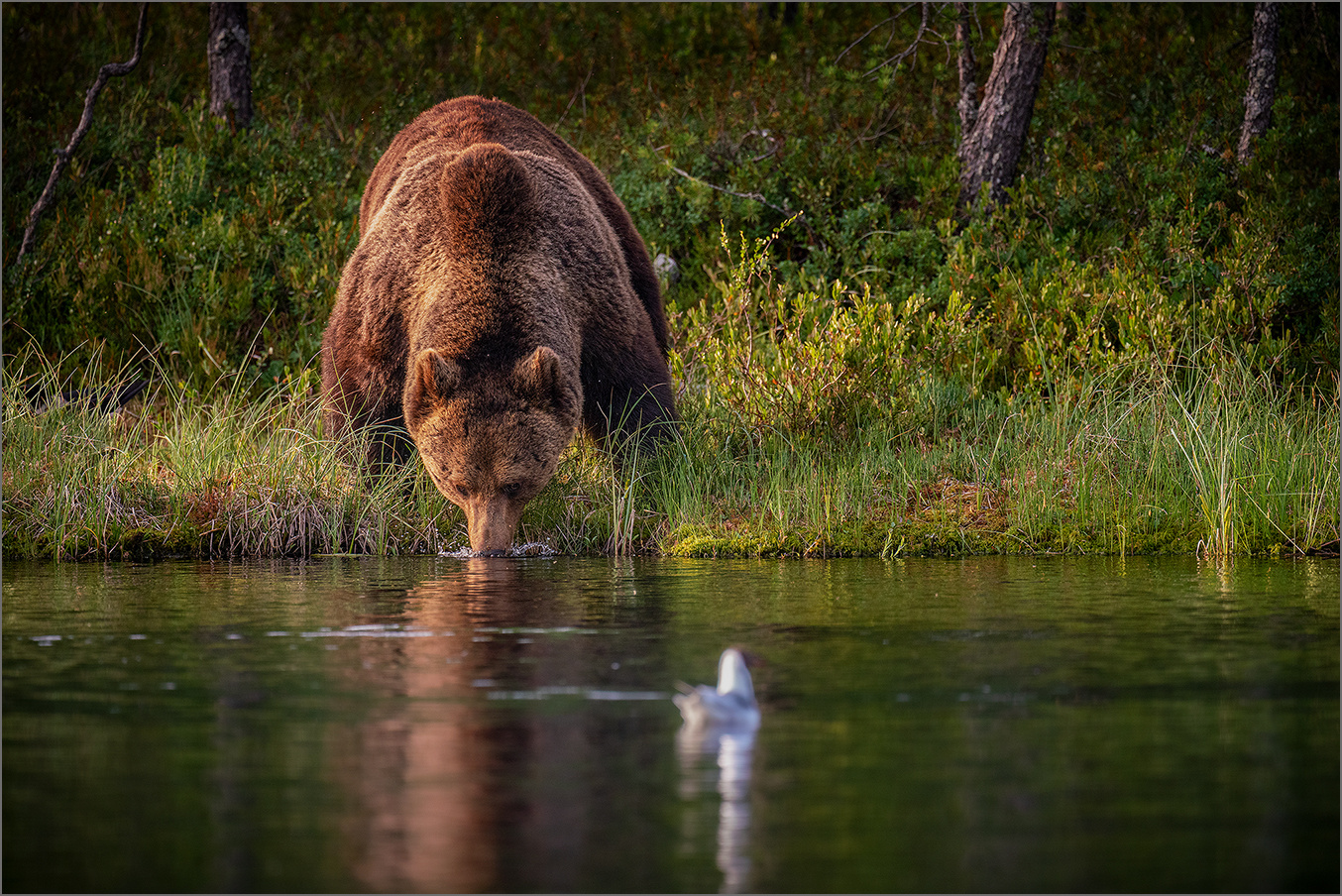 Thirsty bear - durstiger Bär.