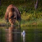 Thirsty bear - durstiger Bär.