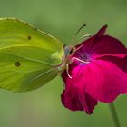 thirsty butterfly