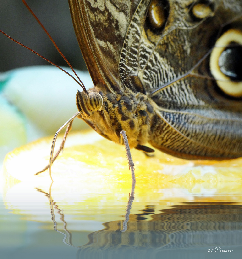 thirsty butterfly