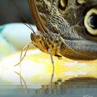 thirsty butterfly