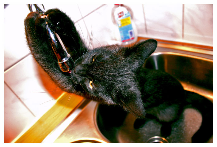 thirsty cat