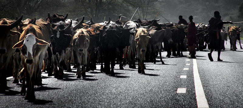 Thirsty Cattle