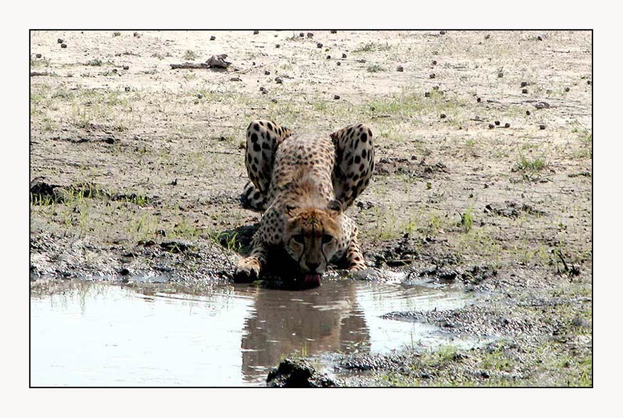 thirsty cheetah