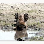 thirsty cheetah