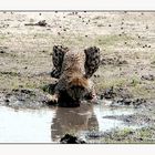 thirsty cheetah