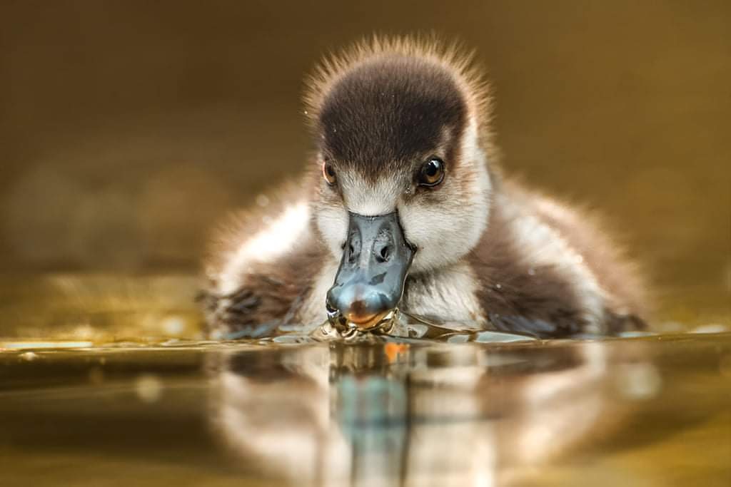 Thirsty Chick