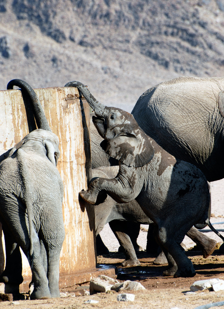 thirsty desert elefant