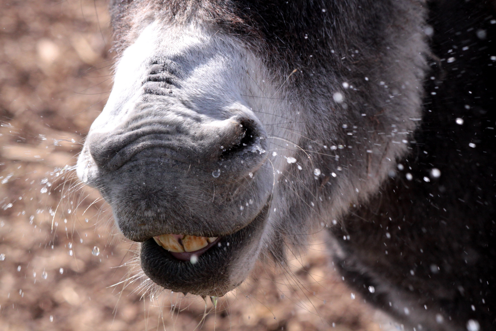 thirsty donkey