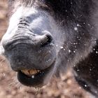 thirsty donkey