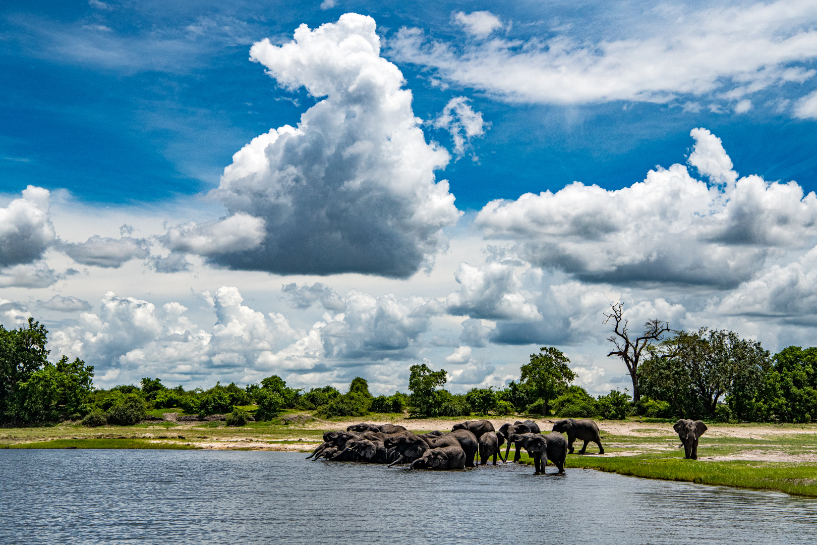 Thirsty Elefants