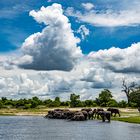 Thirsty Elefants