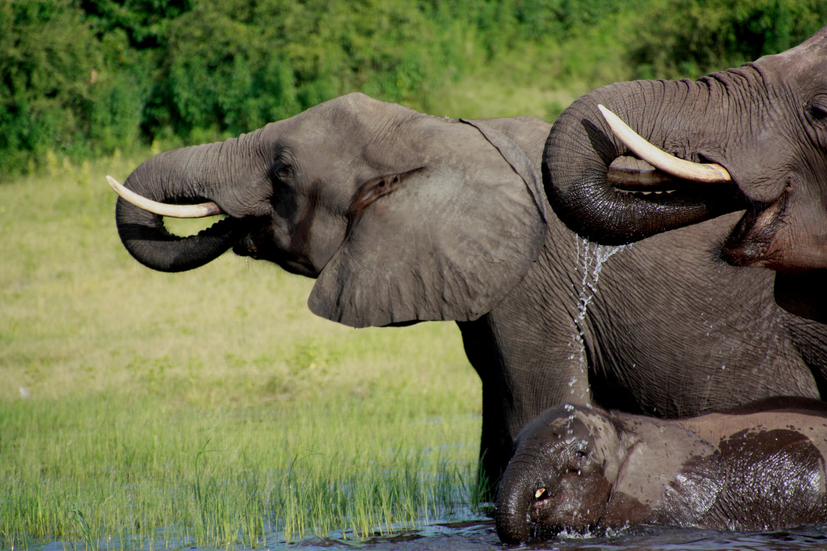 thirsty elephant family