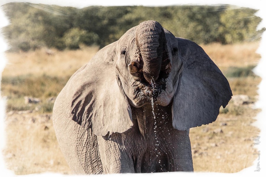 Thirsty Elephant, Namibia
