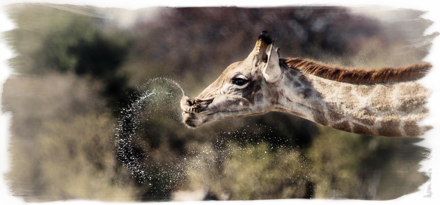 Thirsty Giraffe, Namibia