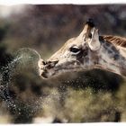 Thirsty Giraffe, Namibia