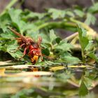 Thirsty Hornet