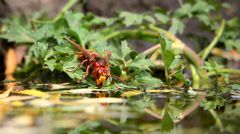 Thirsty Hornet