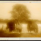 Thirsty horses at a barbed wire