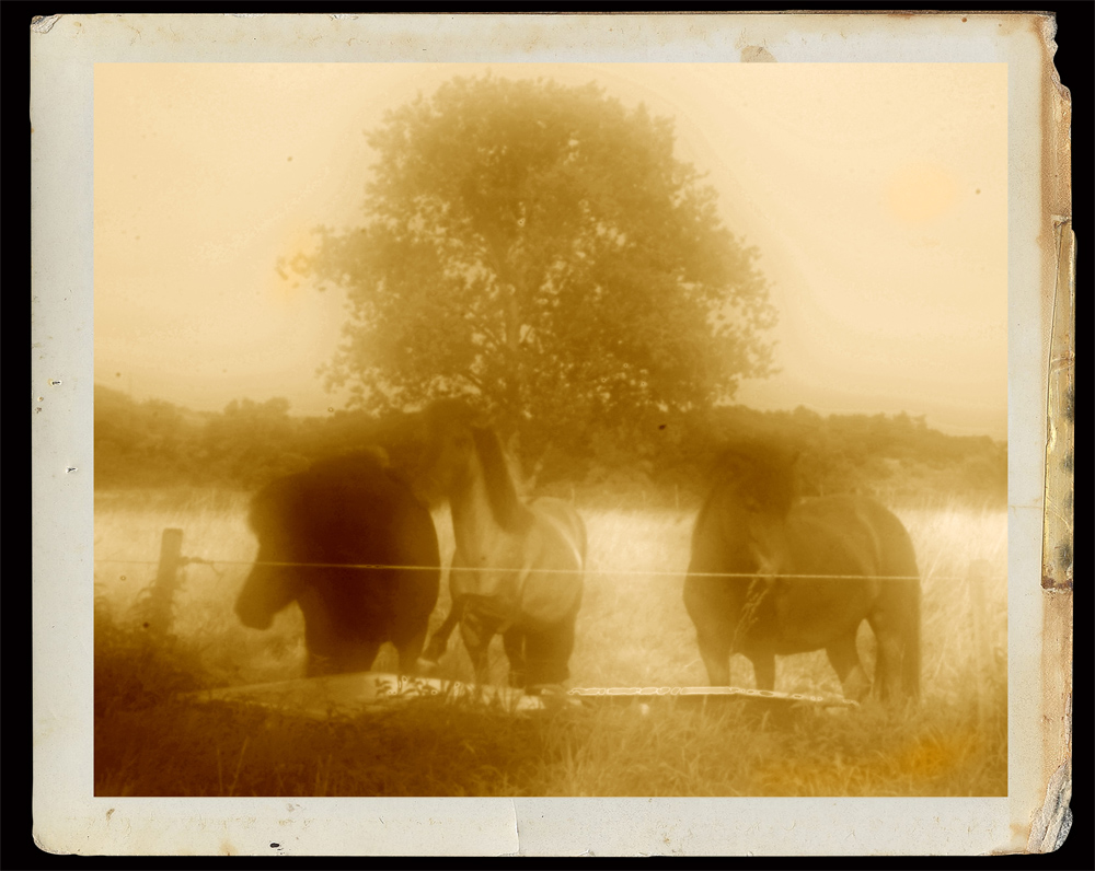 Thirsty horses at a barbed wire