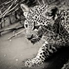 Thirsty little leopard, Serengeti, Tanzania
