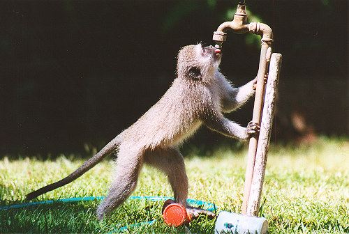 Thirsty Monkey