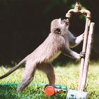 Thirsty Monkey